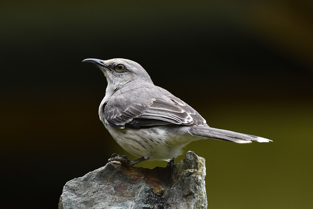 birds, northern mockingbird, Birds that start with N