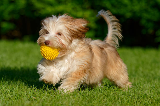 puppy, playing