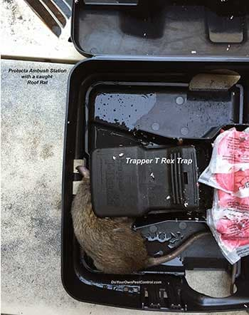 An image of a Trapper T Rex Trap with a dead rat inside.