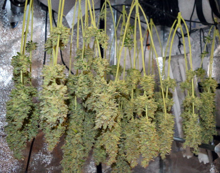 How To Dry Weed