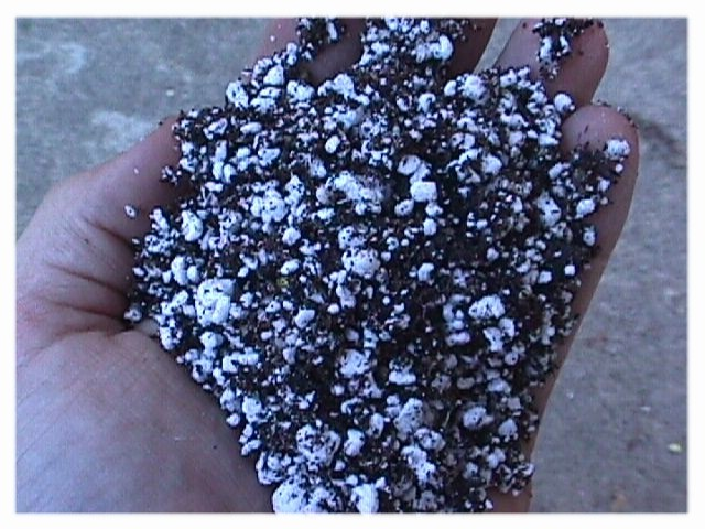 Use a potting mixutre of 2/3 perlite and 1/3 potting soil