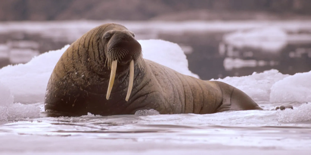 interesting animals in greenland