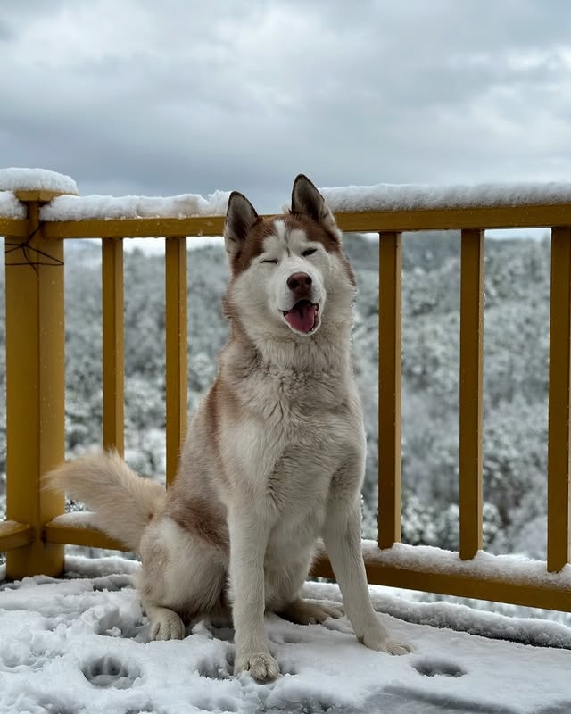 A siberian husky sitting in snow - possibly somewhere in the himalayan mountains