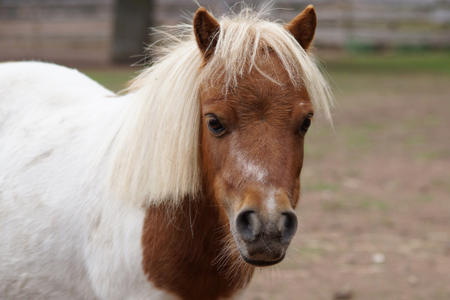 Brown mini horse with white spots