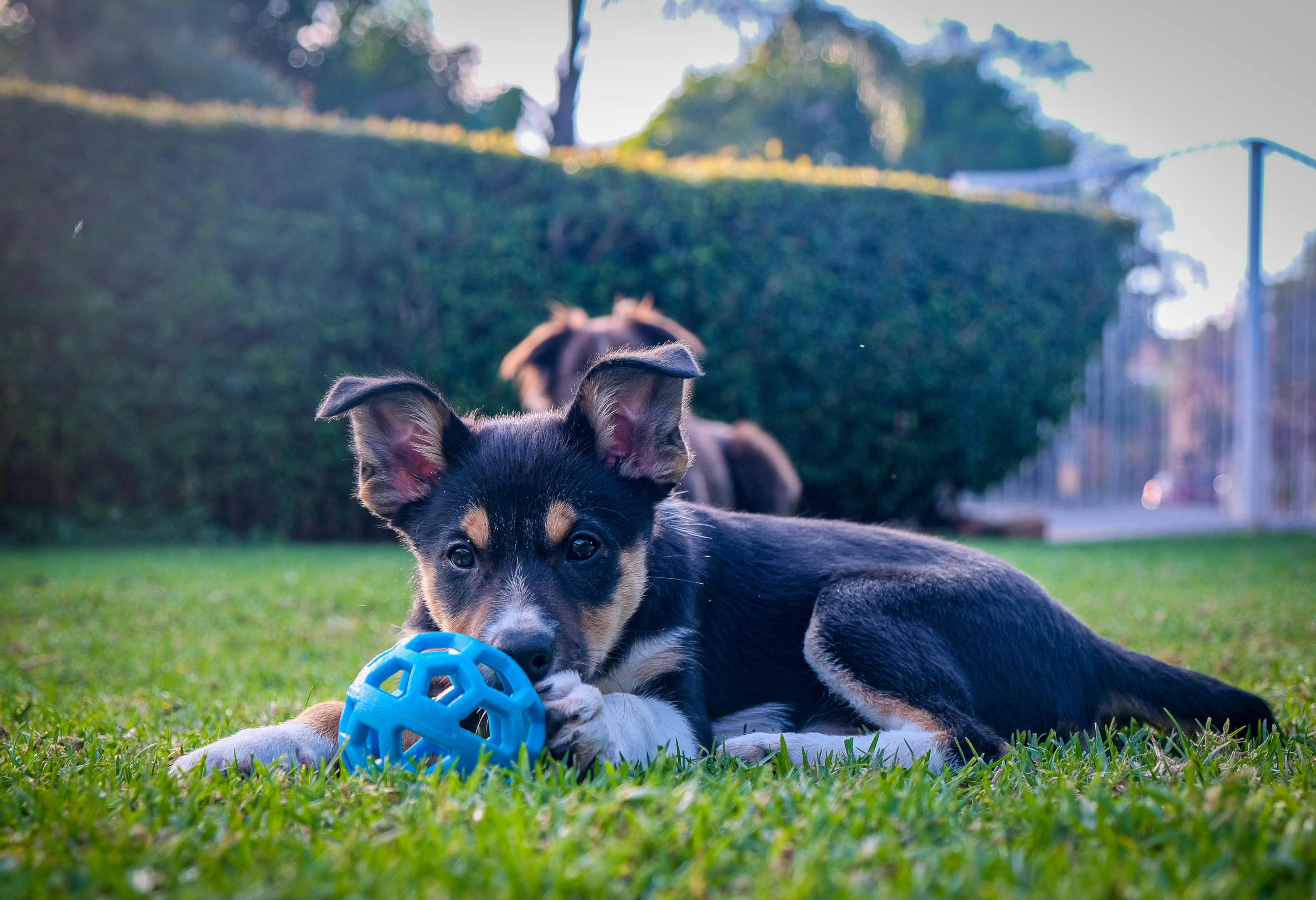 What's better than a dog with a toy?