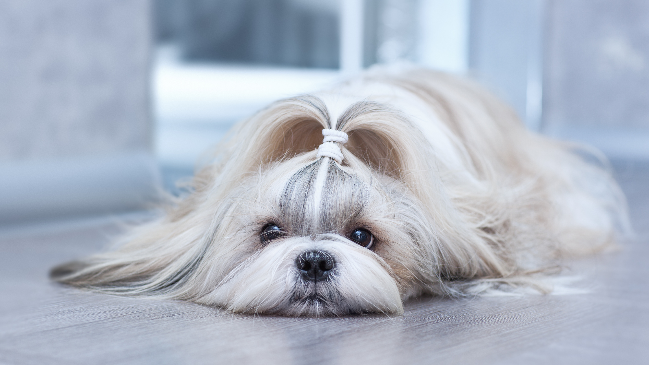 A well groomed Shih Tzu laying on an apartment floor