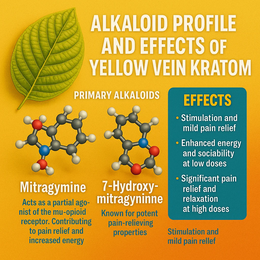Yellow Kratom Explained: Unlocking the Mysteries of Yellow Vein Kratom Effects and Benefits 2 "Infographic titled 'Alkaloid Profile and Effects of Yellow Vein Kratom' showing molecular structures of Mitragynine and 7-Hydroxymitragynine, with text highlighting their roles in pain relief, energy, and stimulation, along with a list of effects at varying doses."