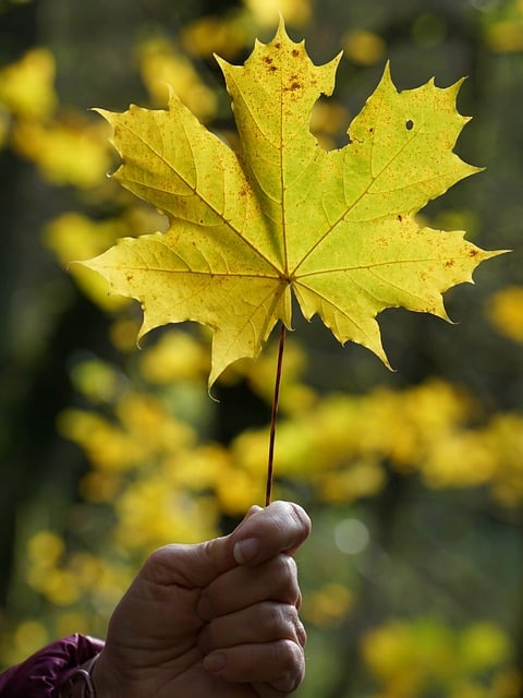 A large yellow maple leaf