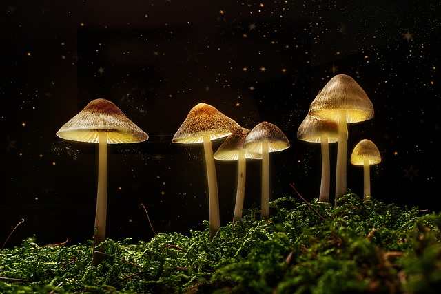 fantasy, forest, mushrooms