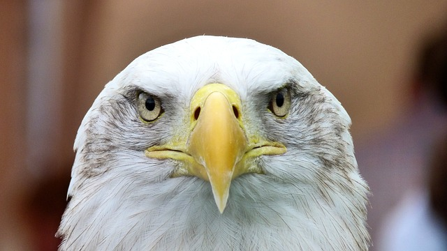 eagle, bird, animal