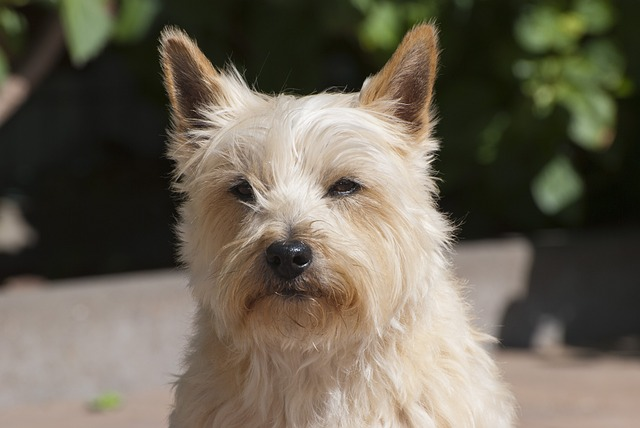 cairn terrier, scottish, animal