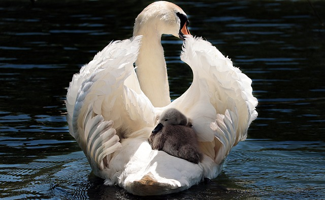 Swan, baby swan, Birds that start with V