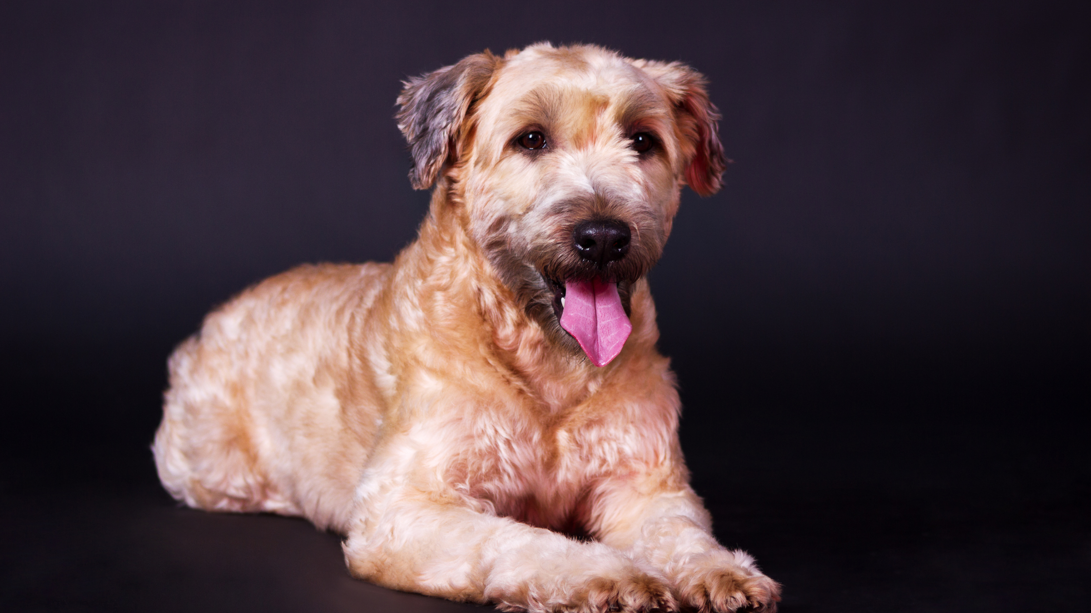 A well groomed SCWT with a black background