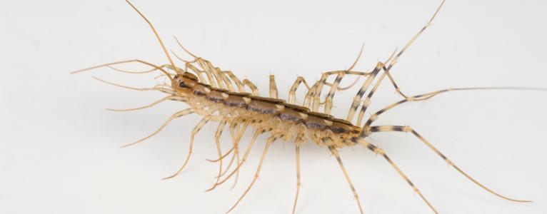 An image of a centipede on a white background.