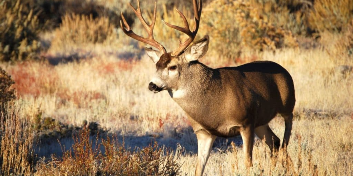 interesting animals in lake tahoe