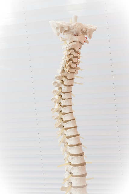 spine, disc, the back