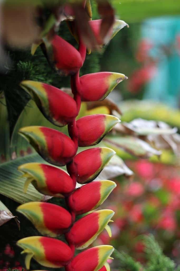 False Bird of Paradise