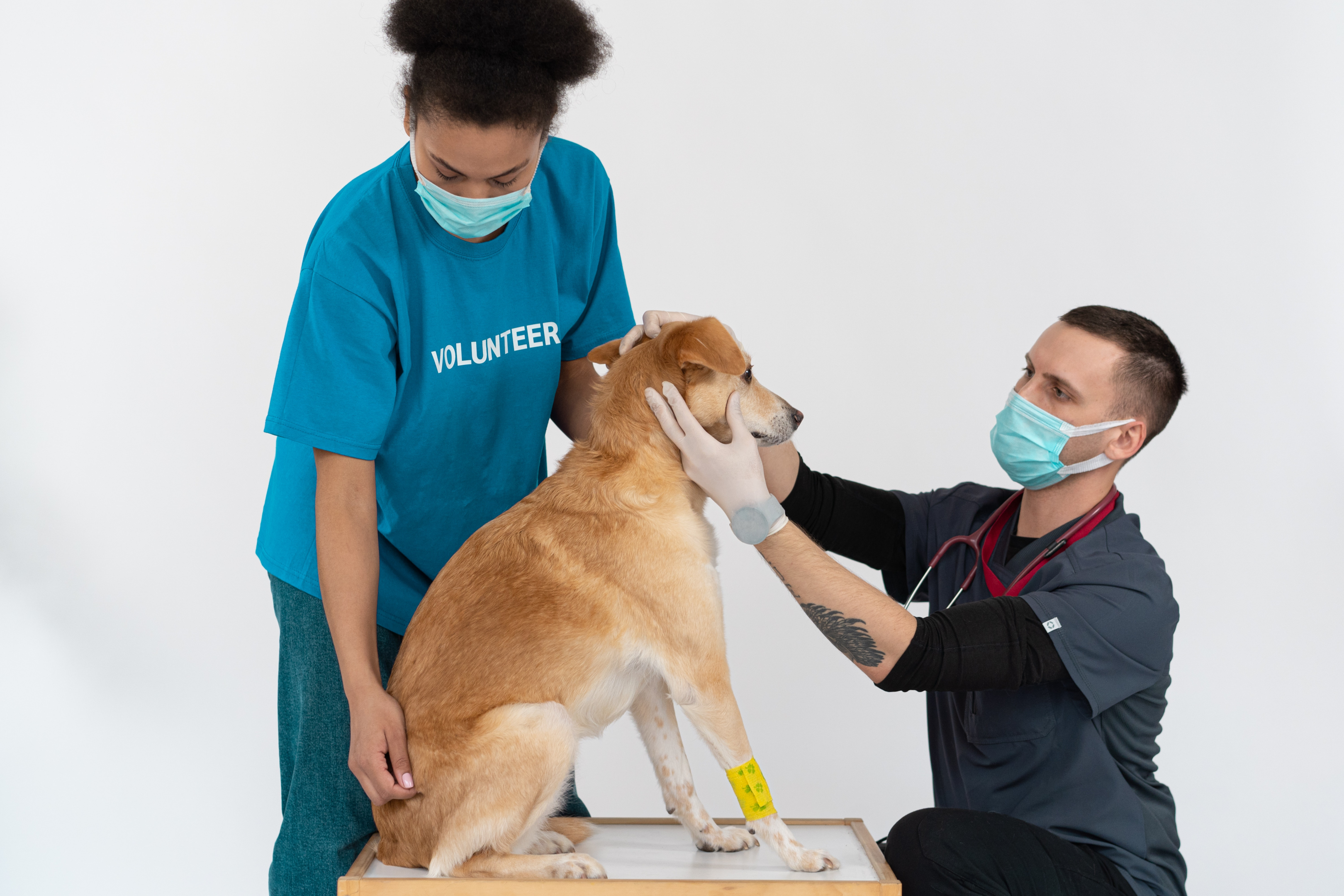 A vet conducting a checkup.