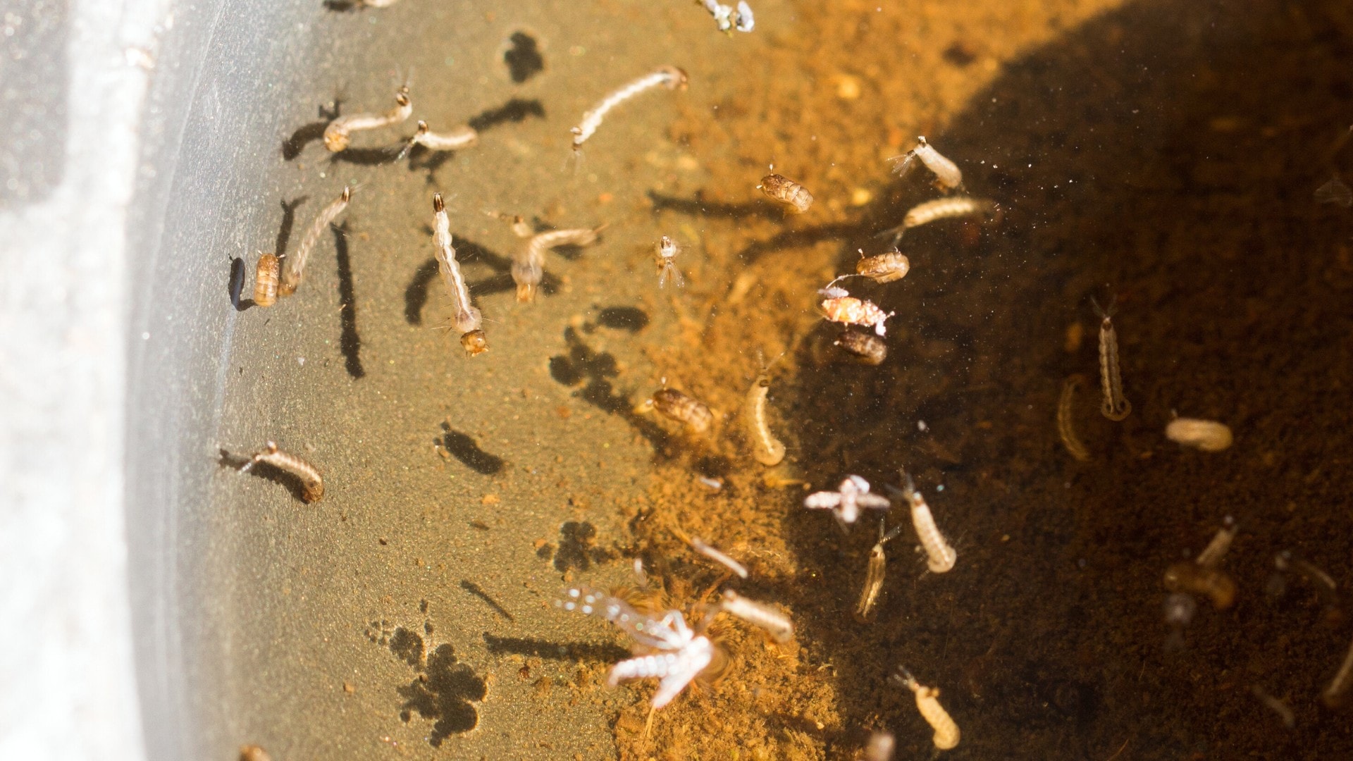 Mosquito larvae developing in standing water.