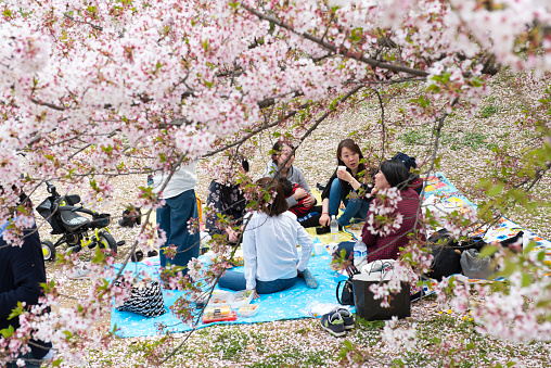 Japanese Cherry Blossom Viewing