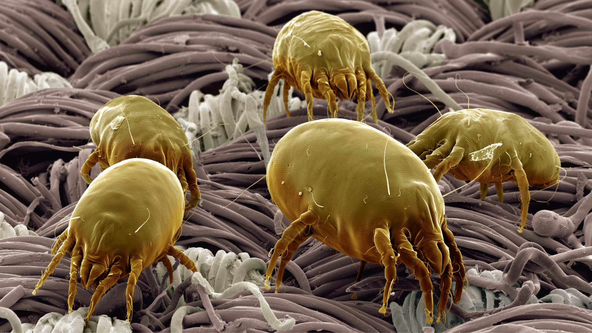 Milben, Parasiten, Hunde, Katzen, Haustiere, Tier, Erkrankungen