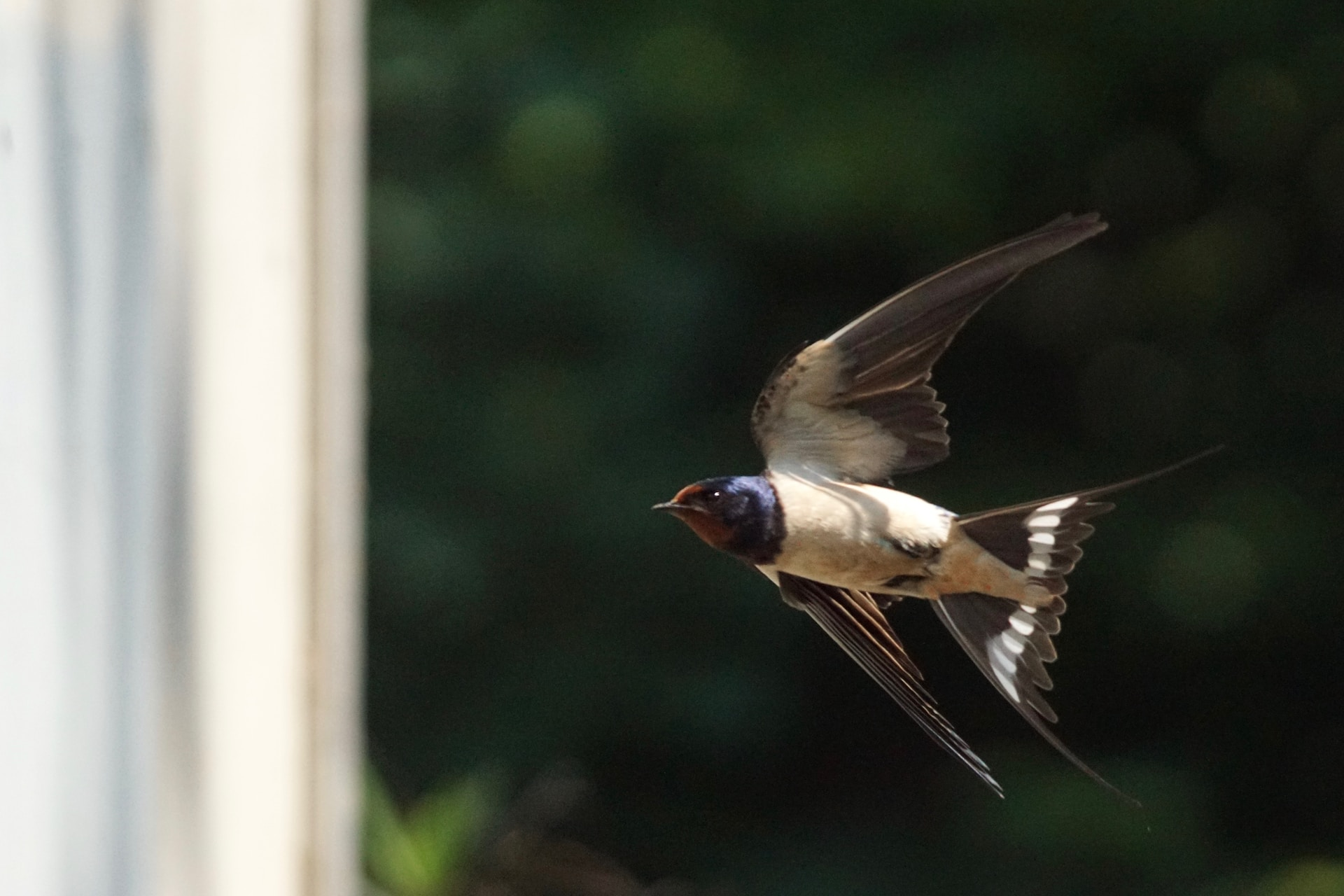 are barn swallows aggressive