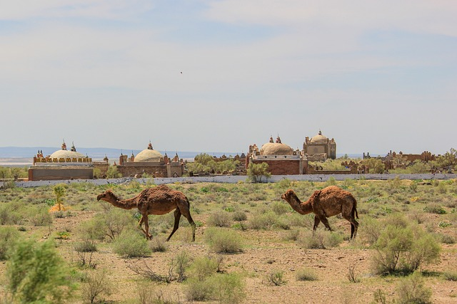 Dromedary Camel