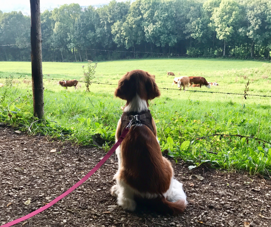 A Welshie staring out over a field of cows