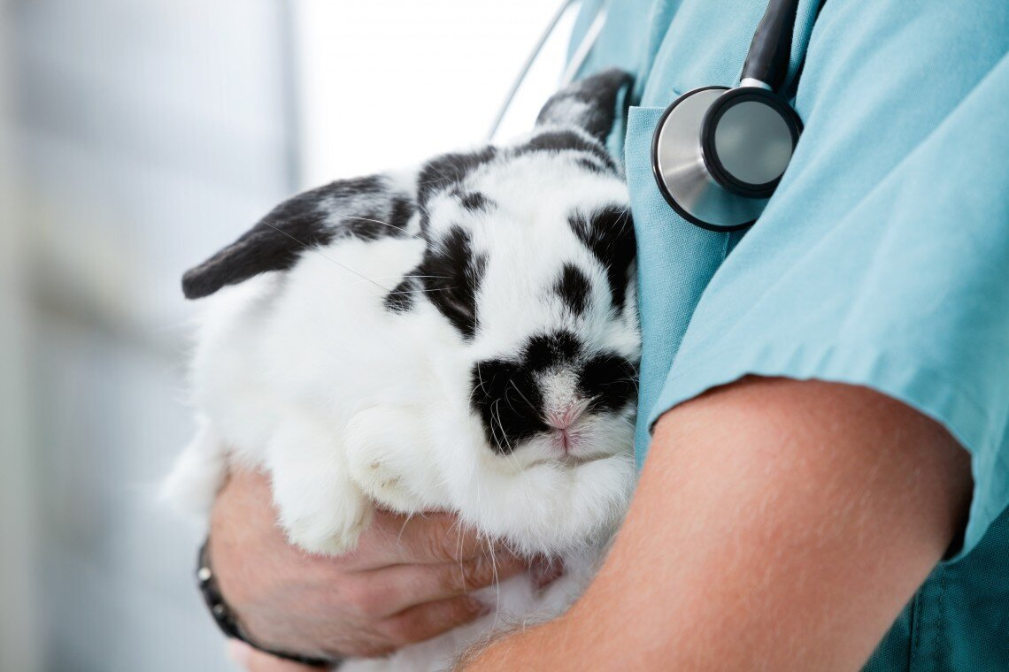 infected rabbits, pet rabbits, diseases