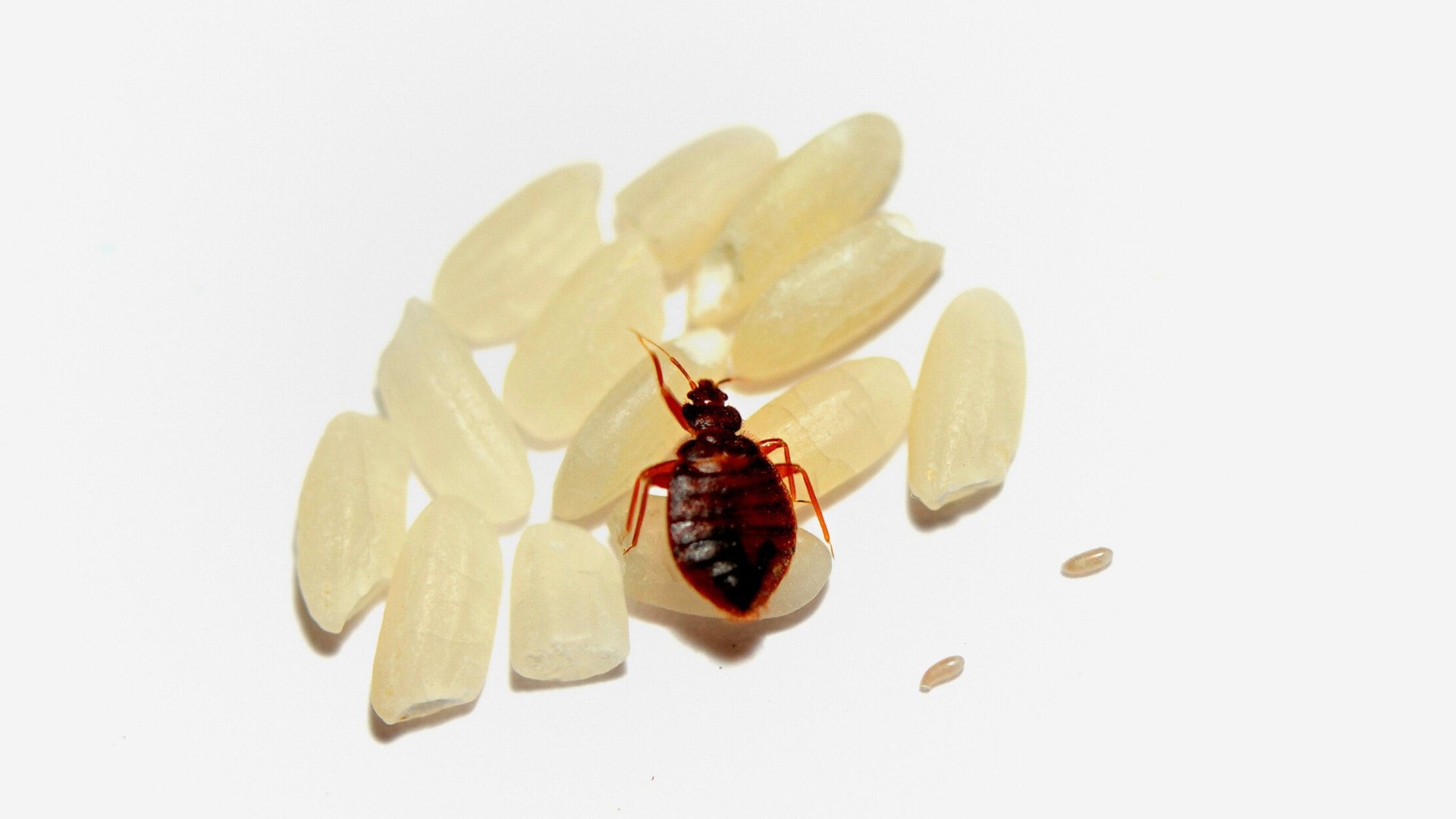 A bed bug being compared to the size of her eggs and rice grains for reference.