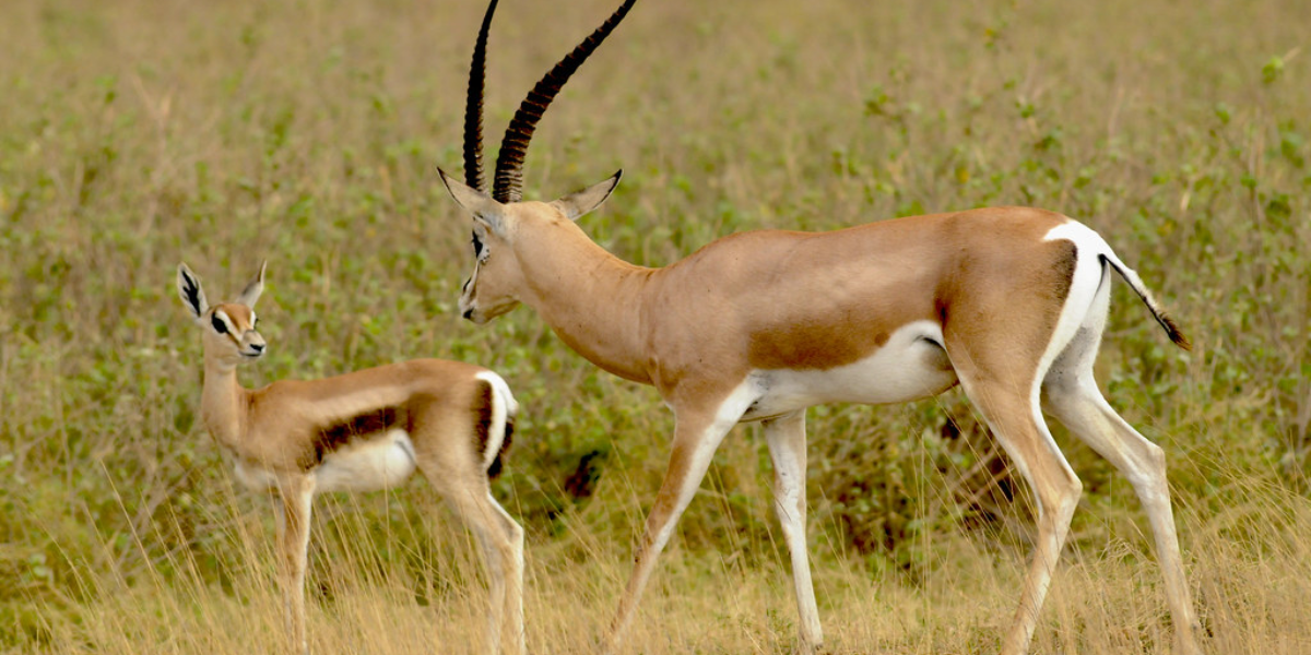 interesting animals in the Serengeti