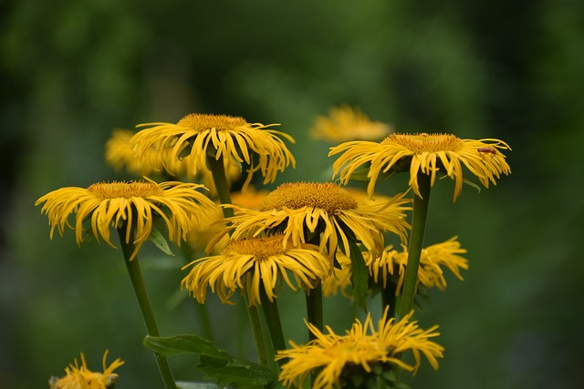 arnica, flower, beautiful flowers