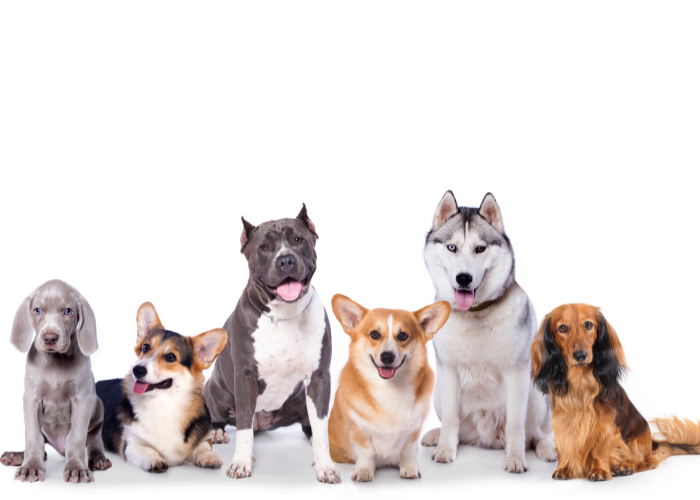 razas más afectadas por la tiña de perro