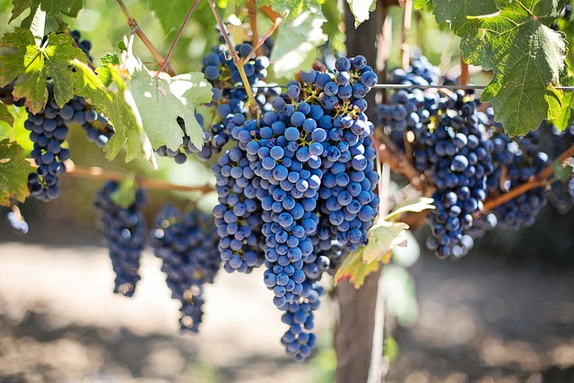 grapes at a winery in Yountville, CA