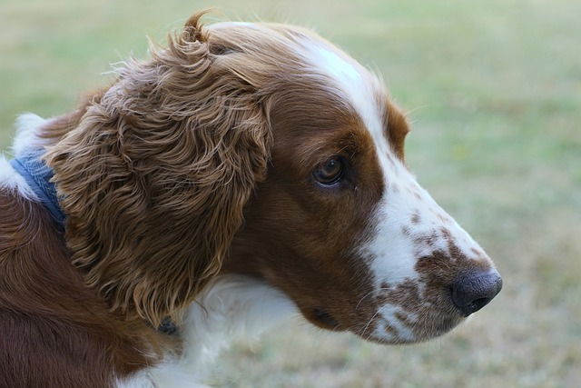 dog, welsh springer spaniel, spaniel