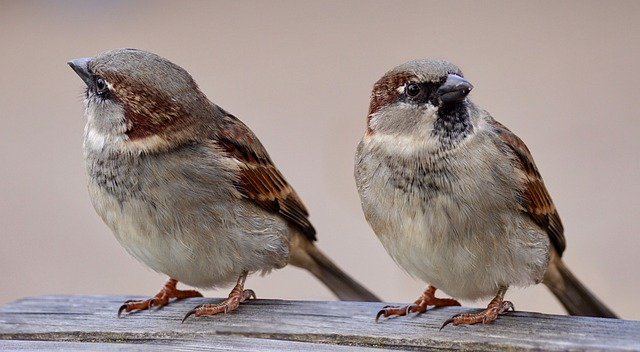 sparrows, two birding looking in opposite directions 