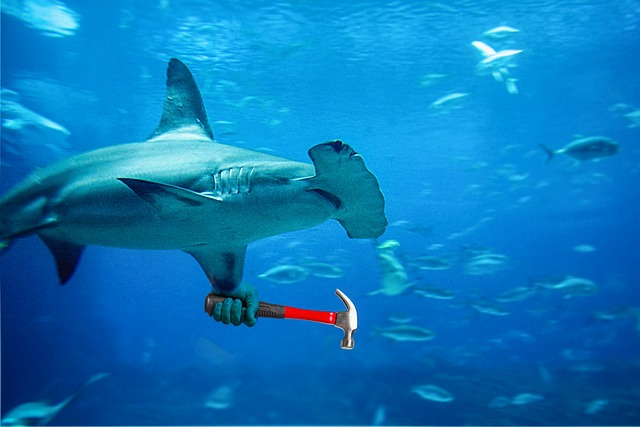 hammerhead shark, shark, underwater
