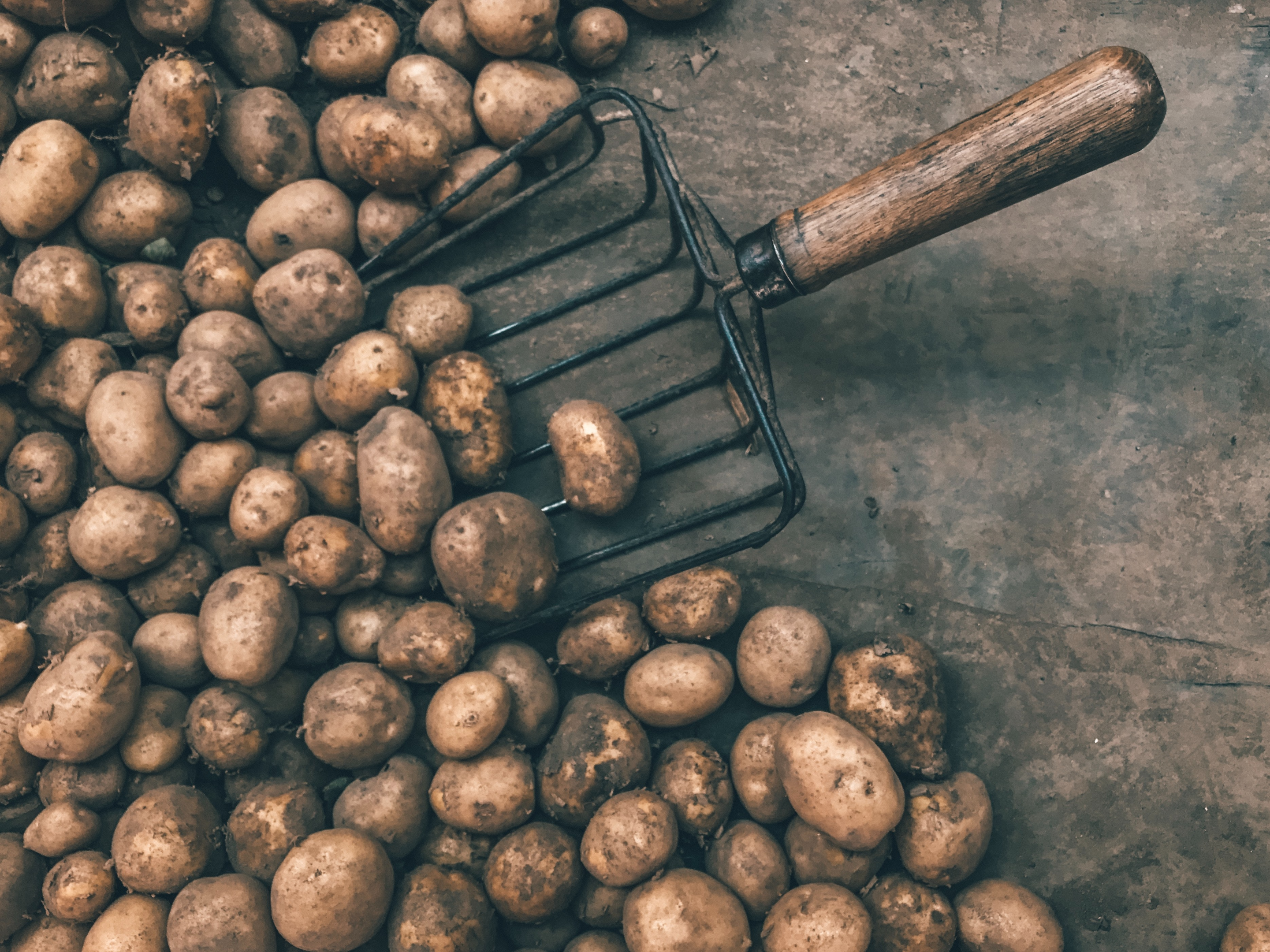How to Tell If A Potato Is Bad: 8 Facts to Know 7