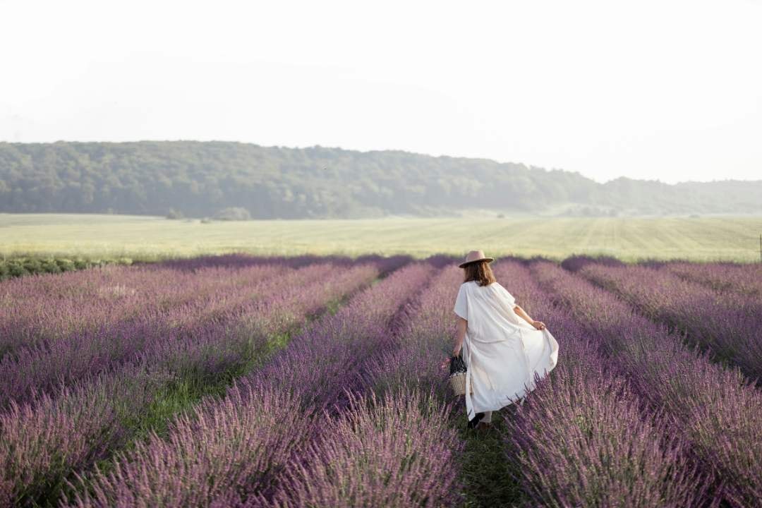 Woman in a lavender field wearing a white dress and hat, walking along rows of purple flowers in a scenic countryside.