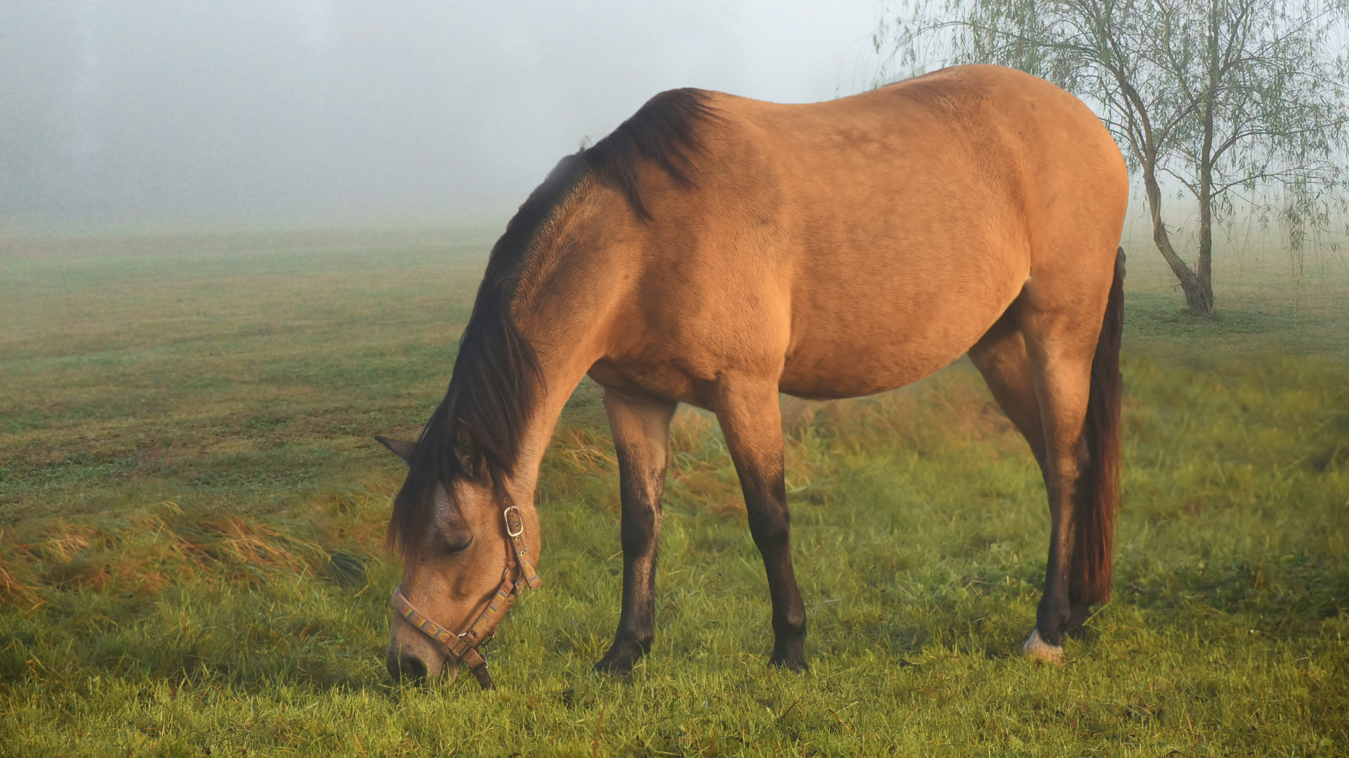 Weide, Pferd, Verzehr, Tiere