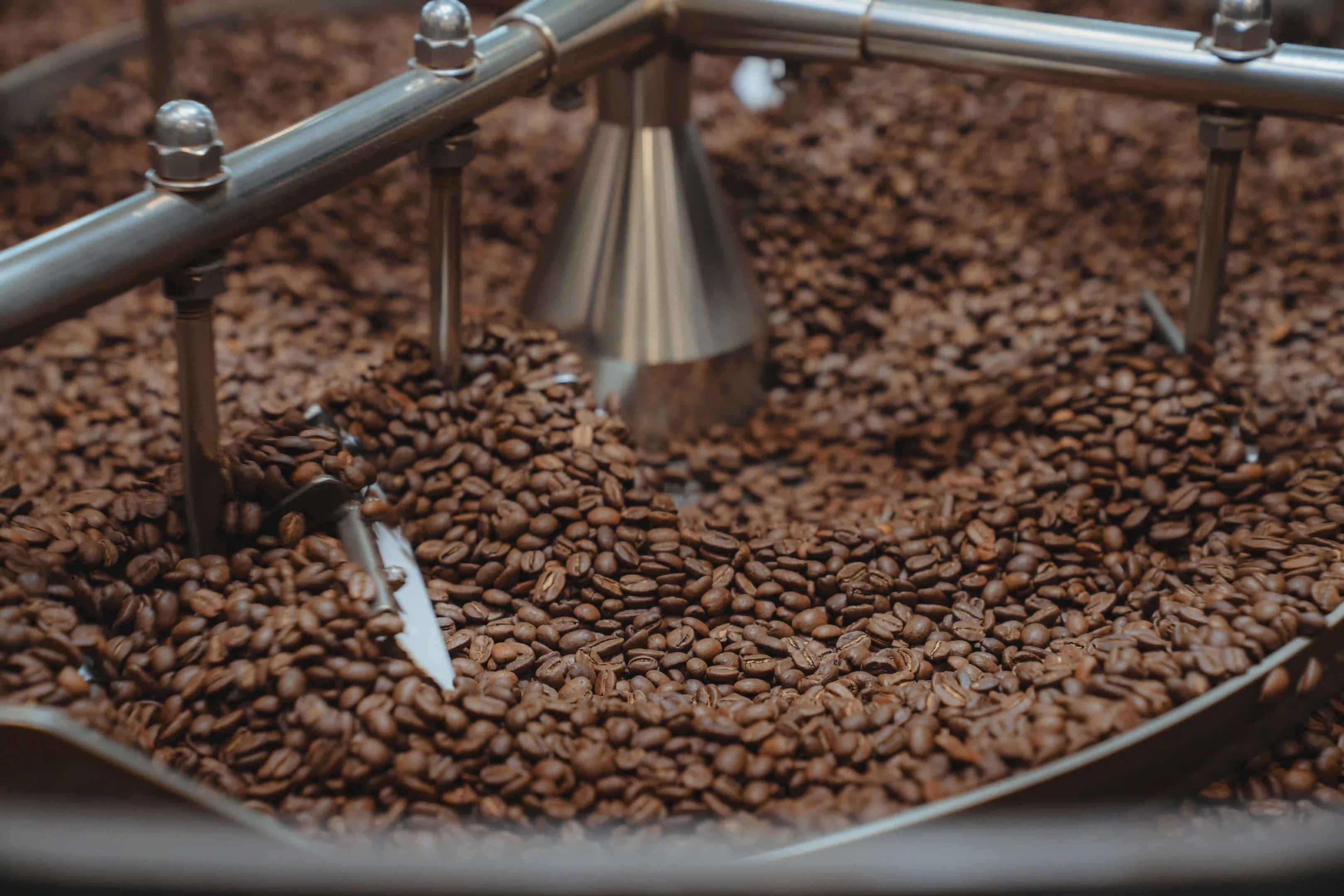 Frisch gerösteter Kaffee im Kühlsieb des Rösters