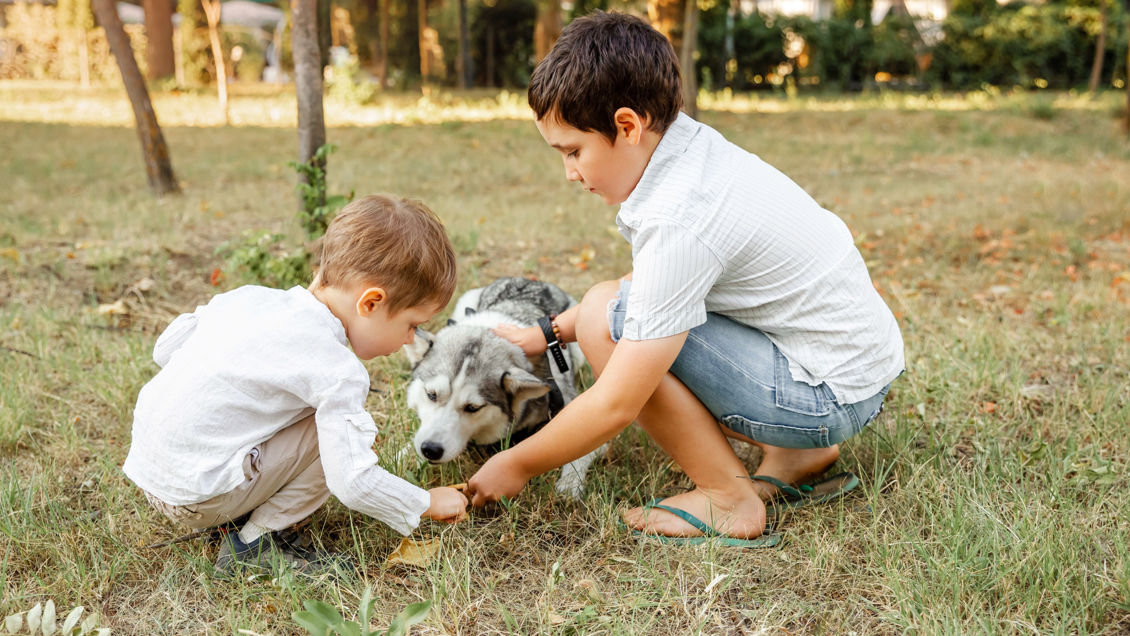 Two small boys playing with a Siberian Husky