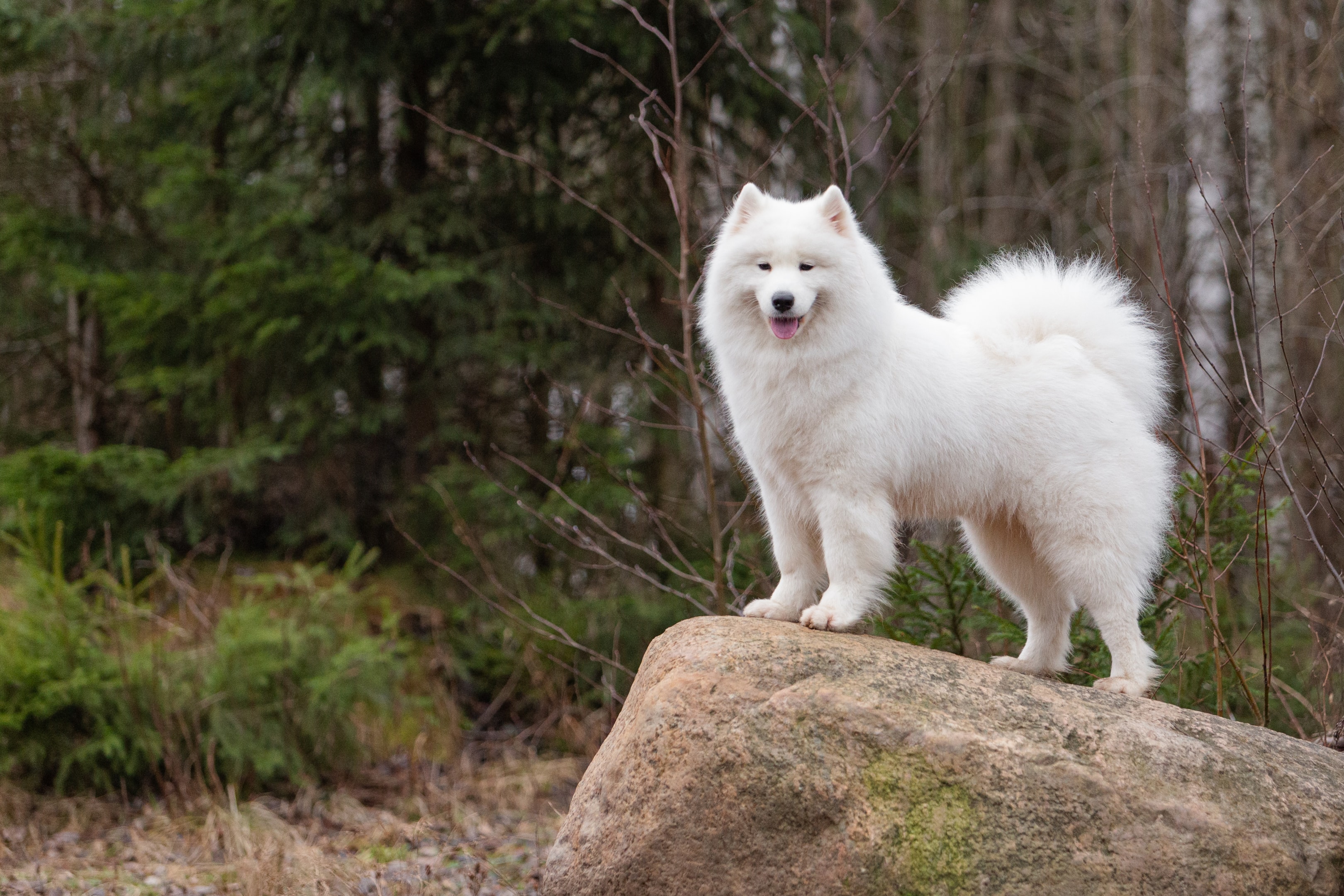 An adult Samoyed standing on a rock with a forest background