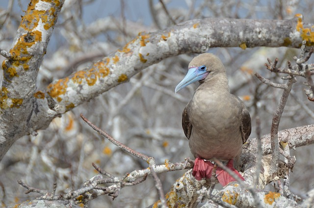 galapagos islands, red-footed booby, booby