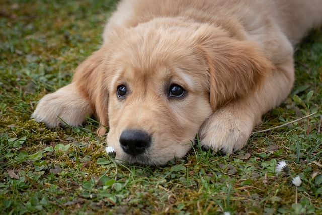 dog, puppy, golden retriever