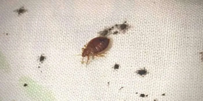 Bed Bug Detection: Unraveling Stealthy Intruders in Bedding