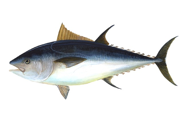 tuna, fish, bigeye tuna