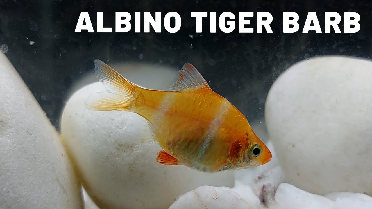 Albino Tiger Barb
