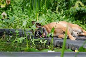 Are Water Plants Toxic to Cats and Dogs? – Water Garden Central