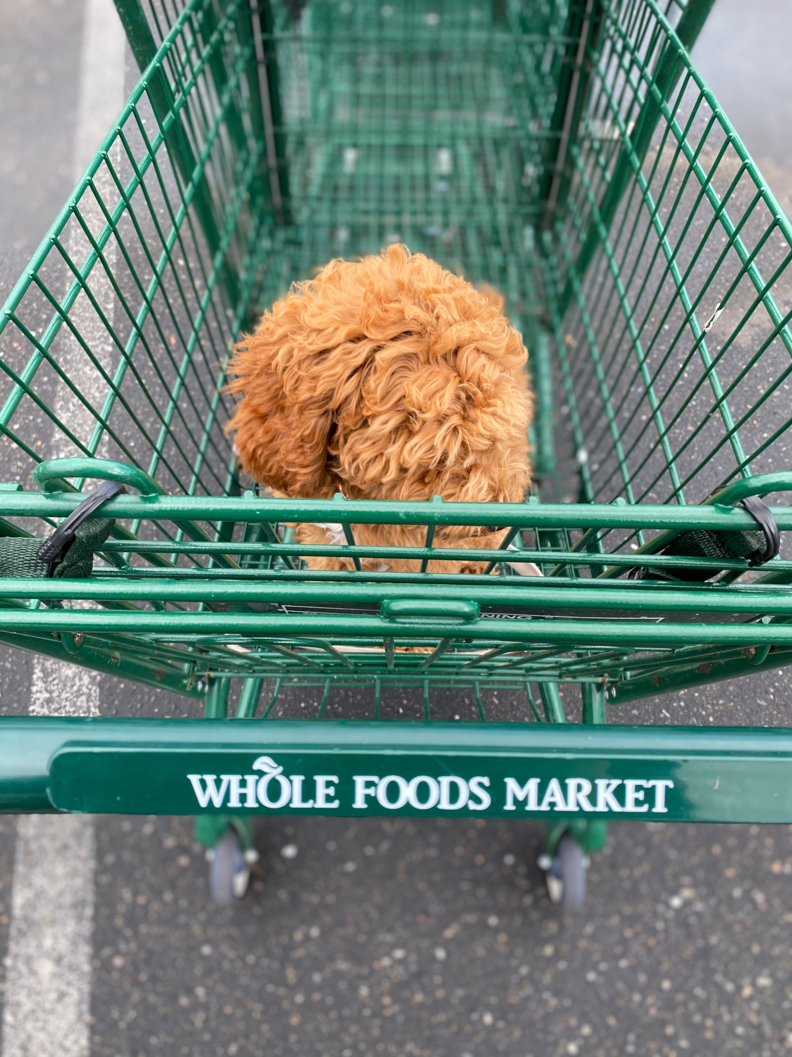 Shopping cart at Whole Foods market with a dog inside.